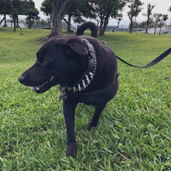 Spikad Hundkrage Snygg Justerbar PU-Läder Spikad Nitar Hundkrage för Medelstora Stora Hundar Svart