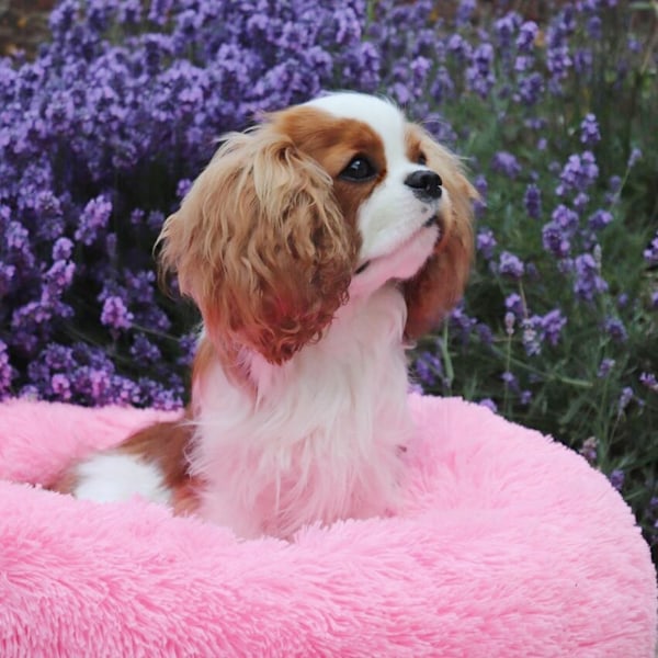 Hunde- og katteseng, komfortabel rund myk vaskbar pute, for små og mellomstore hunder (Rosa)