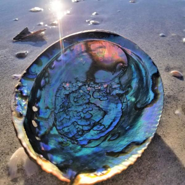 Stort naturligt Abalone Shell Smudging Lugnande energidekor Hem Black-brownD 9-10cm