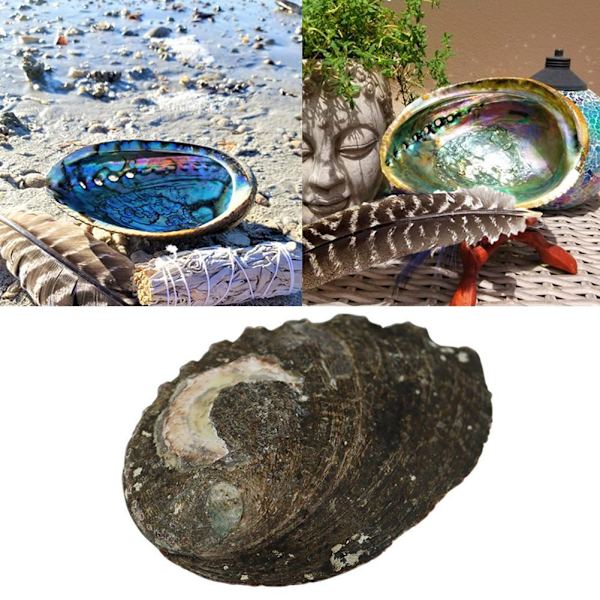 Stort naturligt Abalone Shell Smudging Lugnande energidekor Hem Black-brownD 9-10cm