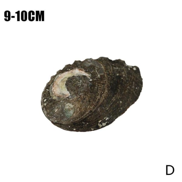 Stort naturligt Abalone Shell Smudging Lugnande energidekor Hem Black-brownD 9-10cm