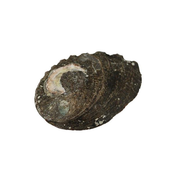 Stort naturligt Abalone Shell Smudging Lugnande energidekor Hem Black-brownD 9-10cm