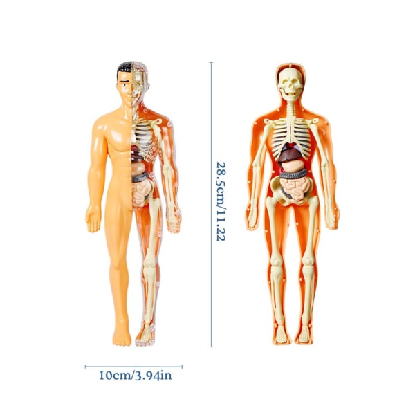 3D människokroppsmodell Pusselstudie Anatomimodell' B one size