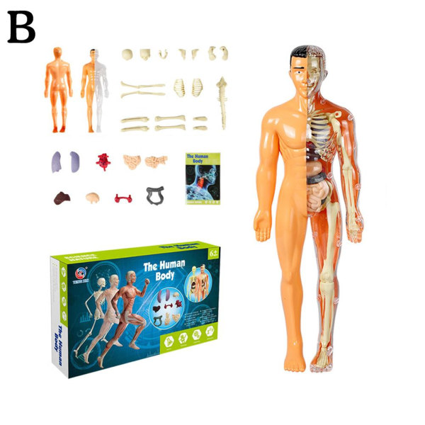 3D människokroppsmodell Pusselstudie Anatomimodell' B one size
