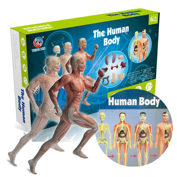 3D människokroppsmodell Pusselstudie Anatomimodell' B one size