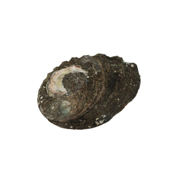 Stort naturligt Abalone Shell Smudging Lugnande energidekor Hem Black-brownD 9-10cm