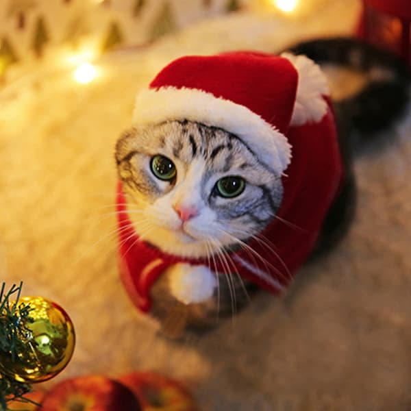 Kæledyrs julekapper kostume til katte festlig fotografering polyester materialer behagelig pasform S