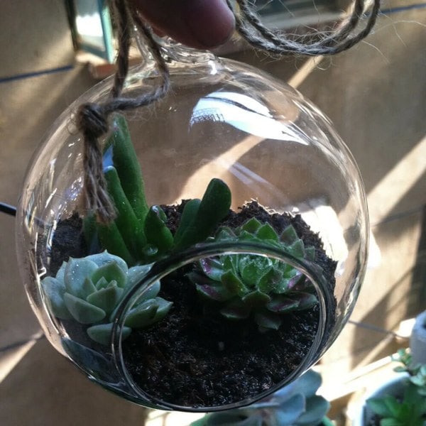 6 st 10 cm Hängande Glasboll Klar Vas Blomkruka Planteringskärl Landskap Terrarium Behållare Bröllopsfest, Bröllopsdekoration
