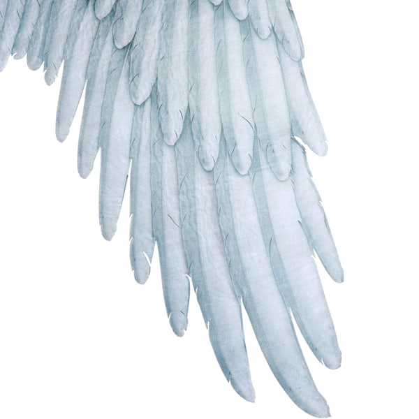 Festive Englesvinger i Ikke-vævet stof til Halloween - Oversize Sorte og Hvide Vinger til Kostume - Hvid Voksen White Adult Angel Wings