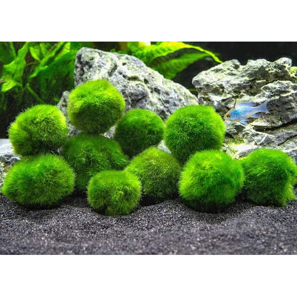 10 Marimo moskuskugler 2,5 cm, Simulation grøn algebold