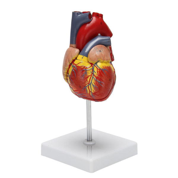 1: 1 Människohjärtmodell, anatomiskt exakt hjärtmodell Livsstorlek Mänskligt skelett Anatomi för Scie