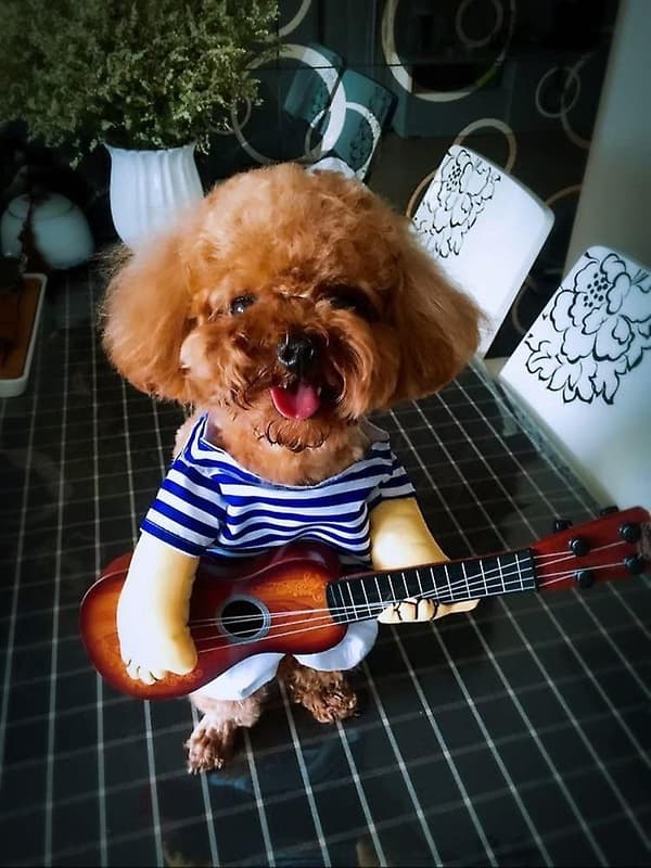 Hunddräkt Julfest Kläder Husdjur Katter Polisman Spelar Gitarr Cosplay Kläder (spelar gitarr M