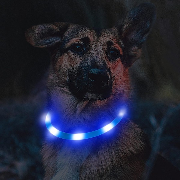 LED-belyst hundekrage, glødende hundekrage, nattesikkerhet, USA