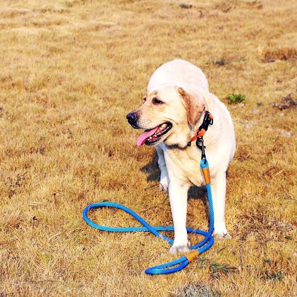 6FT Hundkoppel Starkt Repkoppel RÖD rode