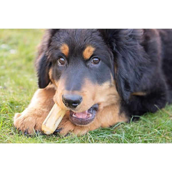 Hundtuggben i Kaffeved