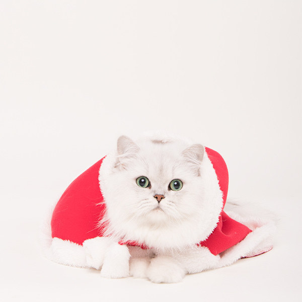 Fløjlsdragt til katte og hvalpe - Sjov julebeklædning