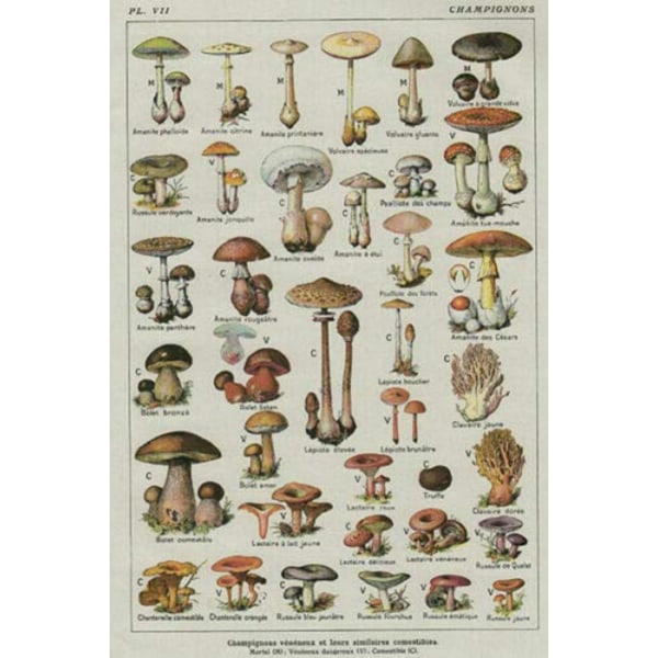 Gobelängsmushroom TYPE 3 TYPE 3