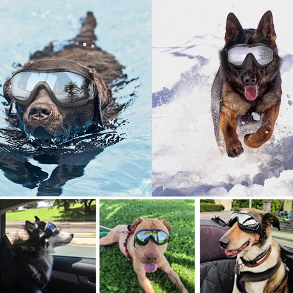 Hundglasögon Solglasögon vita