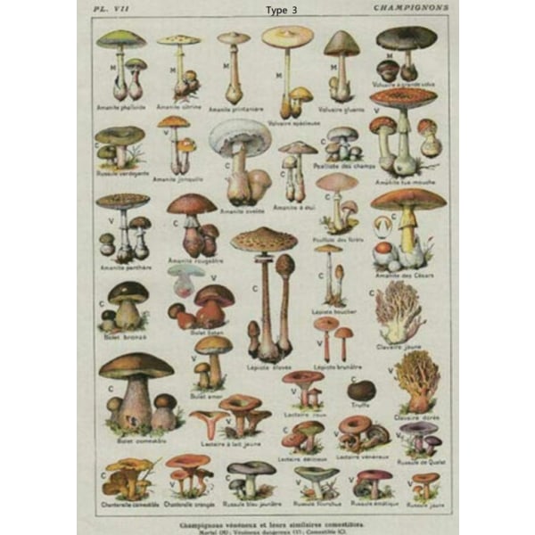 Gobelängsmushroom TYP 3 TYP 3