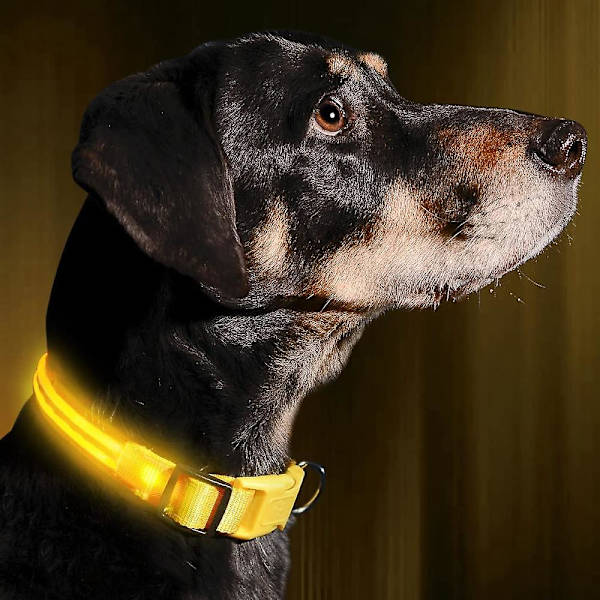 Genopladelig USB LED-halsbånd til hunde - Lys og meget synlig lyshalsbånd til gåture med kæledyr om natten