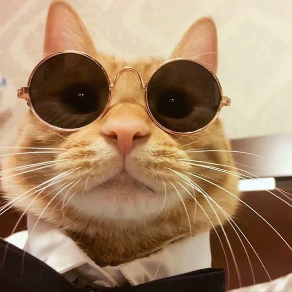 Solbriller til kæledyr - solbriller til katte (som på billedet)