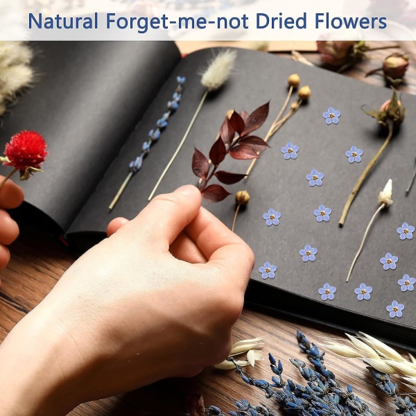 (100) Naturliga förgätmigej-torkade blommor torkade blommor förgätmigej-inte riktiga torra präglade ljuskort gör smycken DIY nail art hartsdekoration