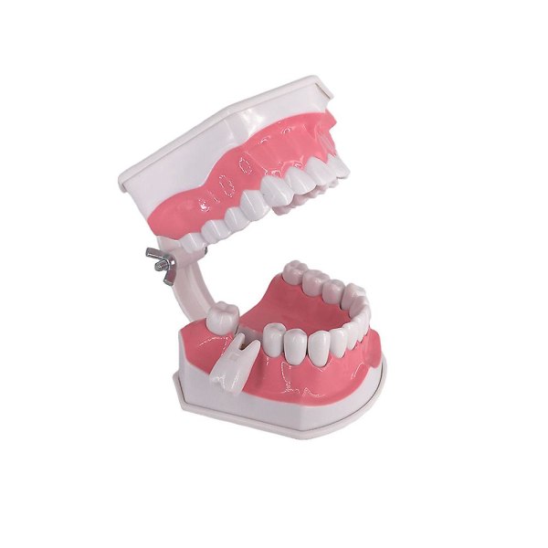 Pedagogisk tandmodell med avtagbara nedre tänder och tandborste, högkvalitativ tandborste, slumpmässiga färger