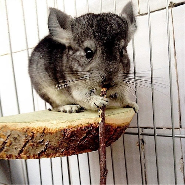 250g och 500g Naturliga Äppelpinnar Små Djur Molar Trä Godis Leksaker Chinchilla Marsvin Hamster Kanin Gerbil Papegoja Kanin och Små Djur Tugga