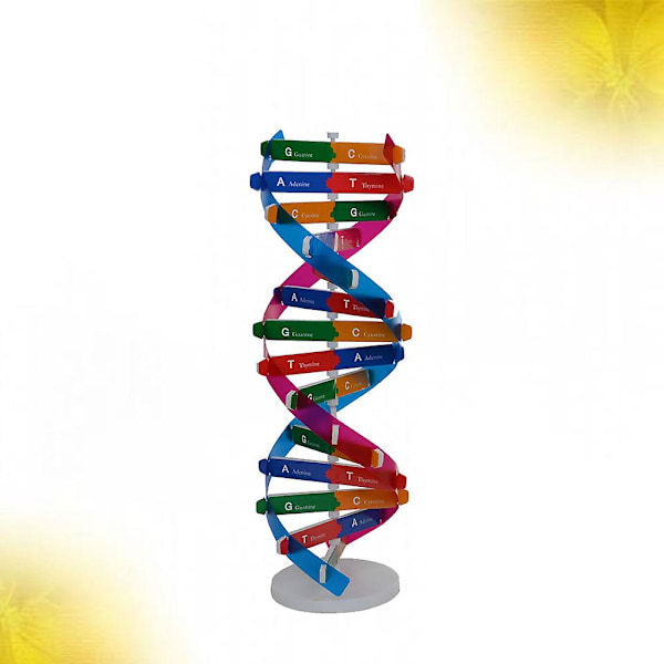 DIY DNA dobbeltheliksmodell biologisk vitenskap eksperimentverktøy menneskelige gener læringsverktøy for skolekontor（33*11,3cm）