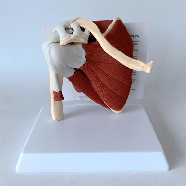 Menneskeligt muskel skulderled model skelet model menneskelig anatomi model med ledbånd muskel skelet kraveben humerus