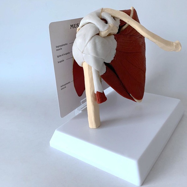 Mänsklig muskelmodell av axelled med skelettmodell, anatomisk modell med ligament, muskel, skelett, nyckelben och humerus