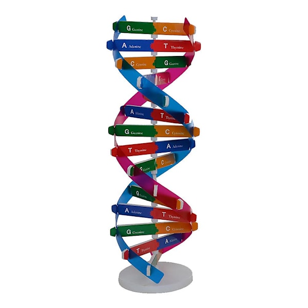 DIY DNA dobbeltheliksmodell biologisk vitenskap eksperimentverktøy menneskelige gener læringsverktøy for skolekontor（33*11,3cm）