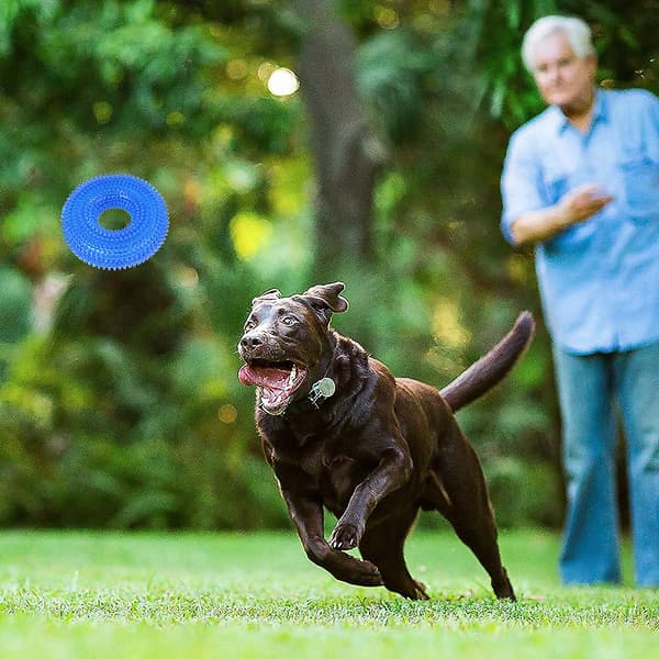 Kæledyr Hund Kat Torn Cirkel Ring Pive Legetøj Interaktivt Legetøj