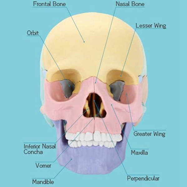 Anatomian kallon malli, ihmisen anatomian kallon palapeli, irrotettava mini-ihmisen kallon malli, klinikan opetus（Valokuva väri）