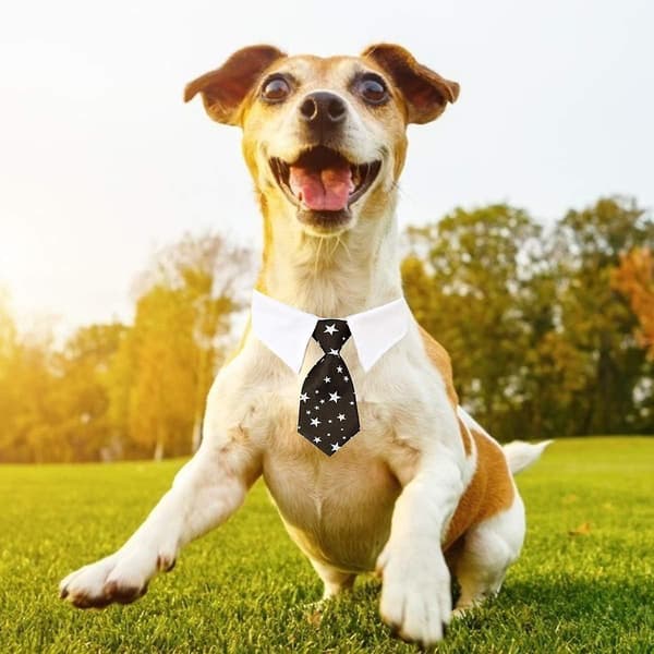 Hunde- og katte slips Justerbar katteslips til små hundehvalpe tilbehør (S Star-Black)
