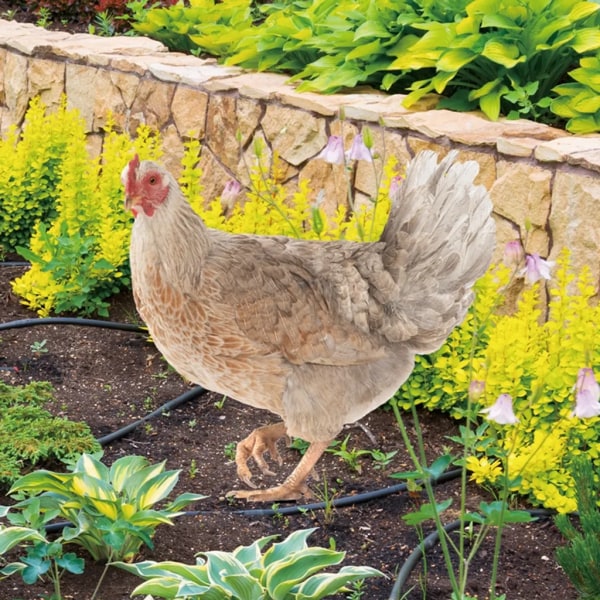 Trädgårdsdekoration 2D Höns Trädgårdsprydnad, dubbelsidig realistisk akryl kycklingkonst Trädgårdsstake, kycklingdjurstaty prydnad C#