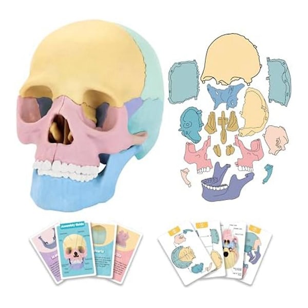 Anatomian kallon malli, ihmisen anatomian kallon palapeli, irrotettava mini-ihmisen kallon malli, klinikan opetus（Valokuva väri）