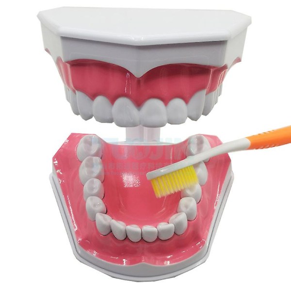 Pedagogisk tandmodell med avtagbara nedre tänder och tandborste, högkvalitativ tandborste, slumpmässiga färger