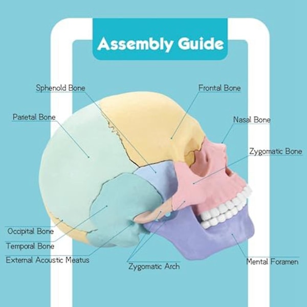Anatomisk kraniemodel, menneskelig anatomi kraniepuslespil, aftagelig mini menneskelig kraniemodel, klinikundervisning（Fotofarve）