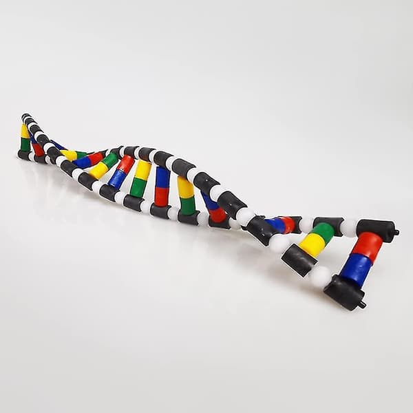 Barnleksaker, barns leksaker barn Dna modellkit, dubbelhelixmodell Dna displaykomponent för vetenskaplig undervisning display Watson Crick modell pedagogiska leksaker