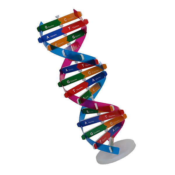 DIY DNA dobbeltheliksmodell biologisk vitenskap eksperimentverktøy menneskelige gener læringsverktøy for skolekontor（33*11,3cm）