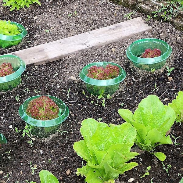 Snegleafvisende krave - effektiv beskyttelse for planter mod dyrespisning