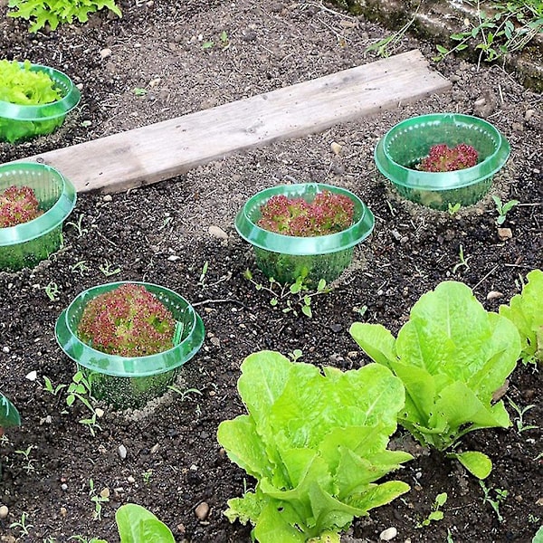 Snegleavvisende krage - Effektiv beskyttelse for planter mot dyrespising