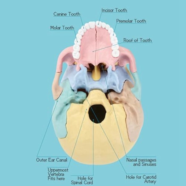Anatomian kallon malli, ihmisen anatomian kallon palapeli, irrotettava mini-ihmisen kallon malli, klinikan opetus（Valokuva väri）