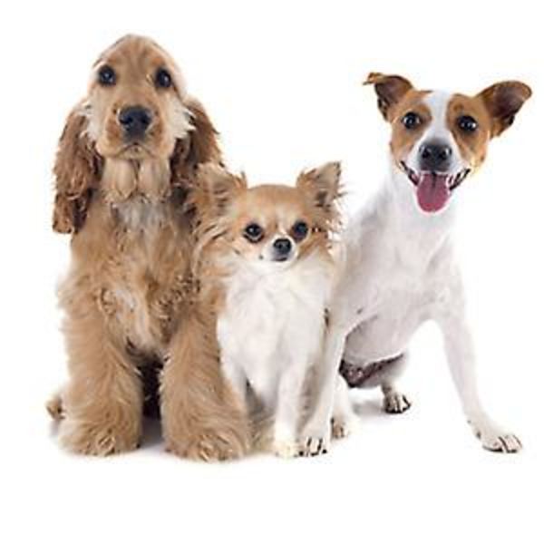 Latex grisande grisljud leksak hund leksak, spuakig hund leksak, kläm gris leksak för hundar, gris hund leksak som oinkar, gris hund leksak 8\"$spuakig gris hund leksaker, 1 pack g