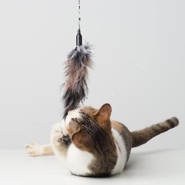 Pet Fit For Life Orme Teaser Og Motion Til Kat Og Killing (Sort)