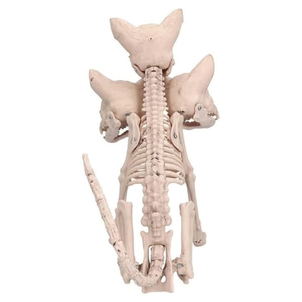 Cerberus Skelett vit XXS