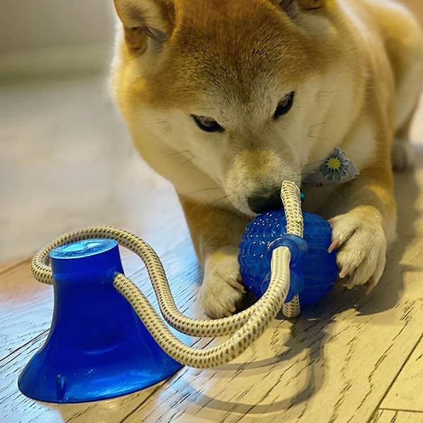 Sugkopp Hund Leksak, Husdjur Molar Multifunktionell Interaktiv Hållbar Rep Leksak