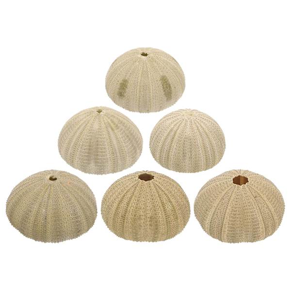 6 stk. naturlige søpindsvinsskaller Akvarium søpindsvinsskaller Hjemmeindretning søpindsvinsskaller（6.00X6.00X3.50CM）