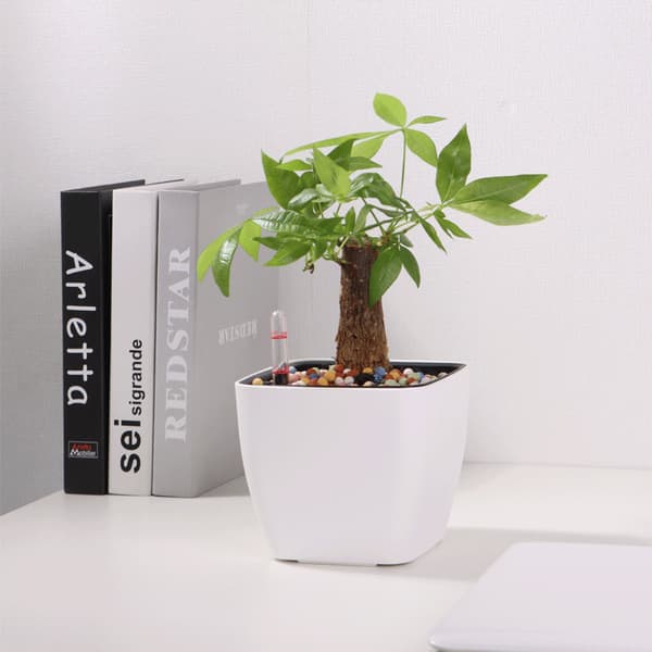 Square Plastic Table Planter: Minimalist Self-Watering Planter – White – 13 x 11